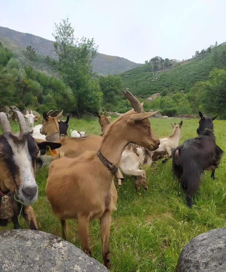 Abrigo Do Cabecinho - Serra Da Estrela Cortes do Meio Buitenkant foto
